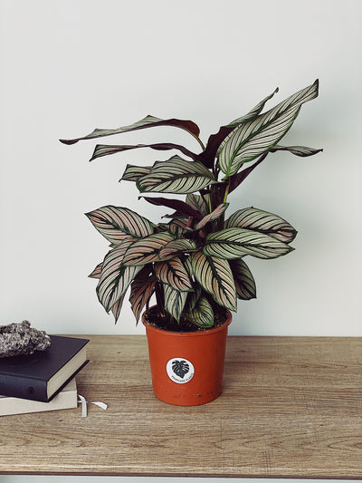 Calathea Majestic Whitestar Care Guide