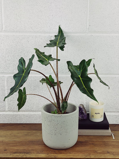 Alocasia Sarian Care Guide