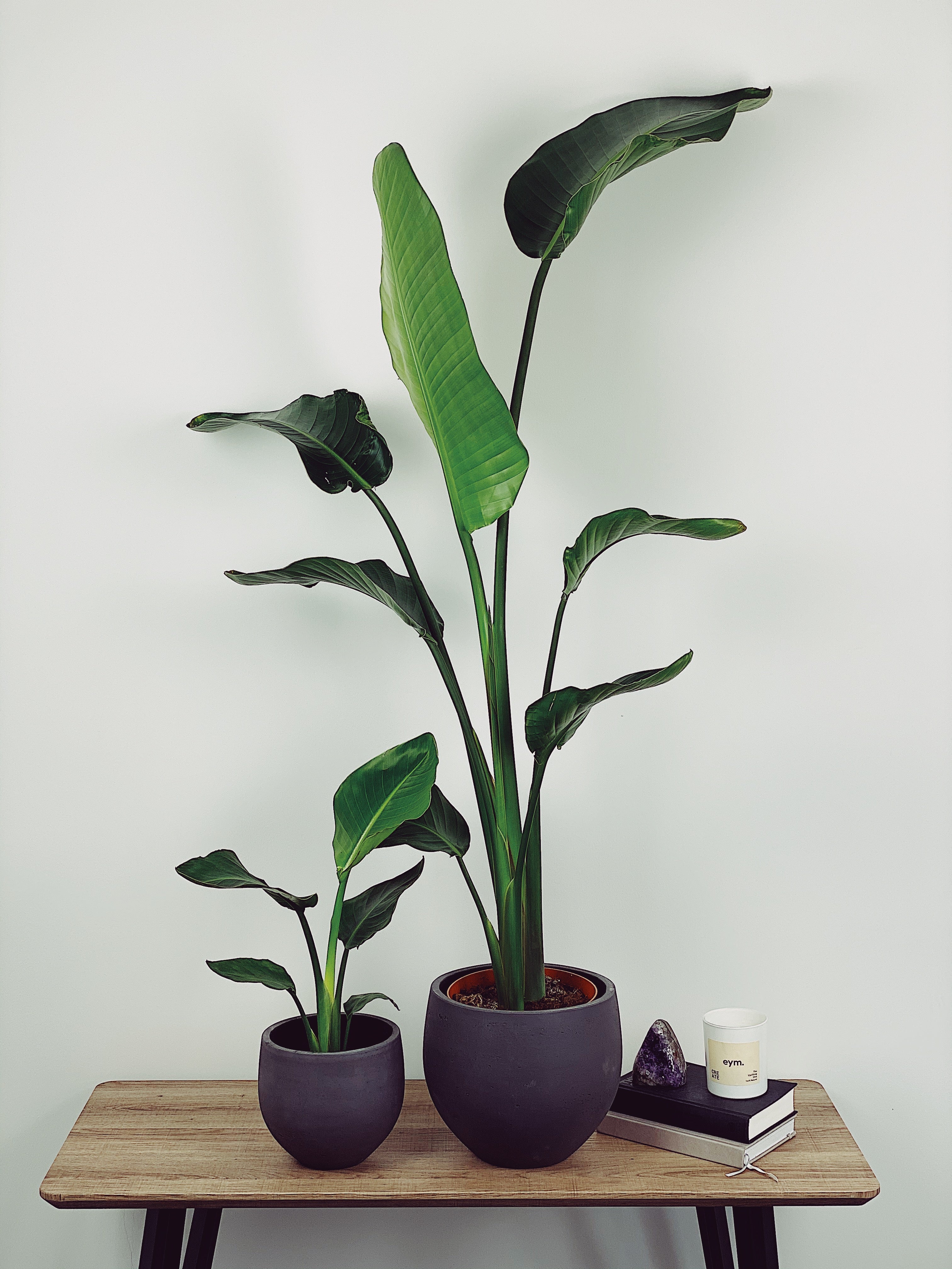 Strelitizia Nicolai Care Guide  Quirky Plants