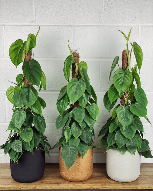 Philodendron Scandens Care Guide – Quirky Plants