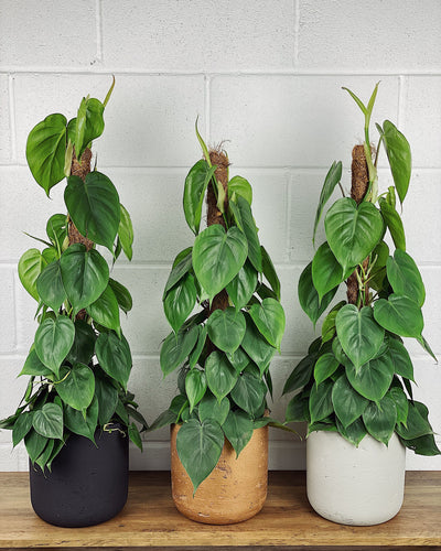 Philodendron Scandens Care Guide