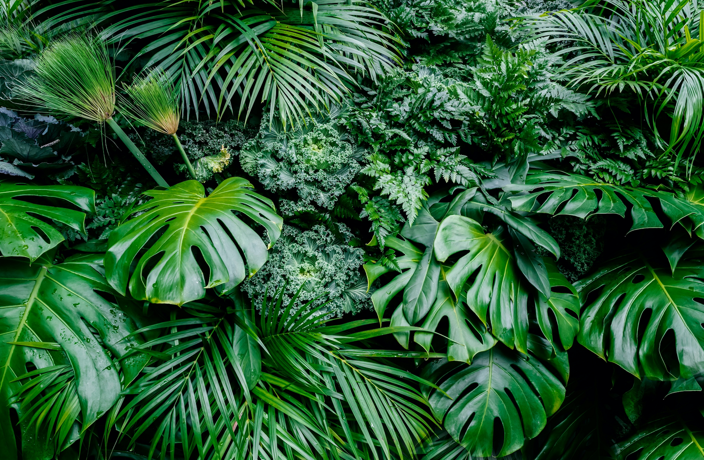 Bedroom Plants