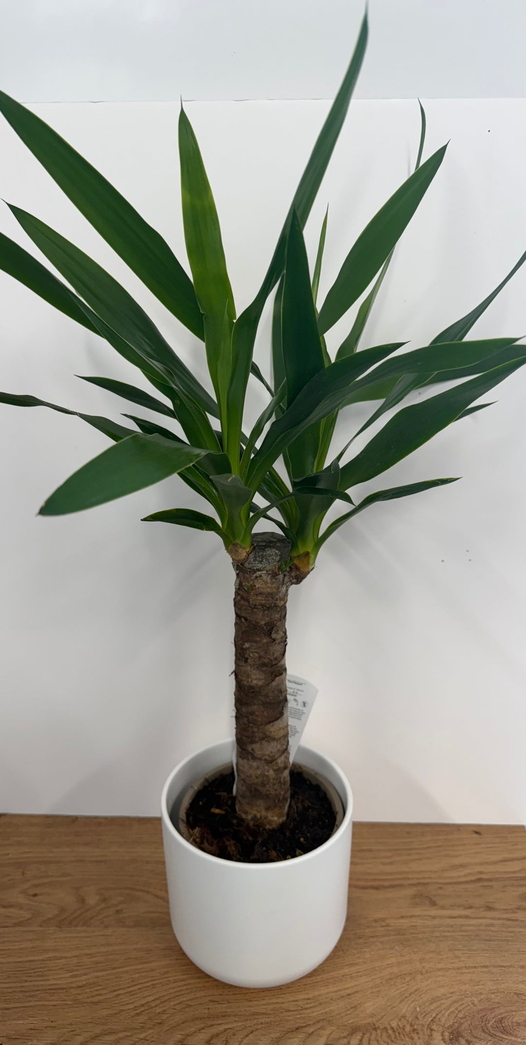 Andy the Yucca Elephantipes | Yucca Plant | Quirky Plants