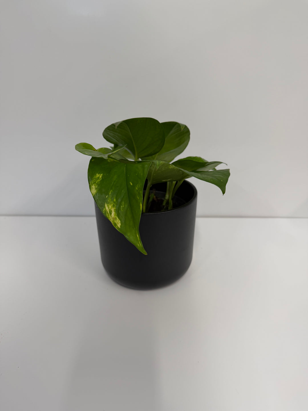 pothos plant uk Eddie the Devils Ivy | Epipremnum Aureum