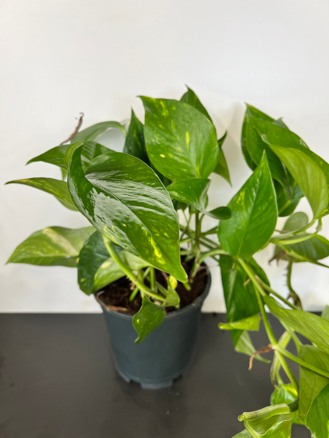 pothos uk Eddie the Devils Ivy | Epipremnum Aureum