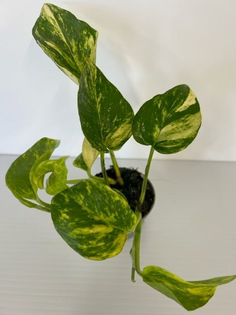 Eddie the Devils Ivy | Epipremnum Aureum