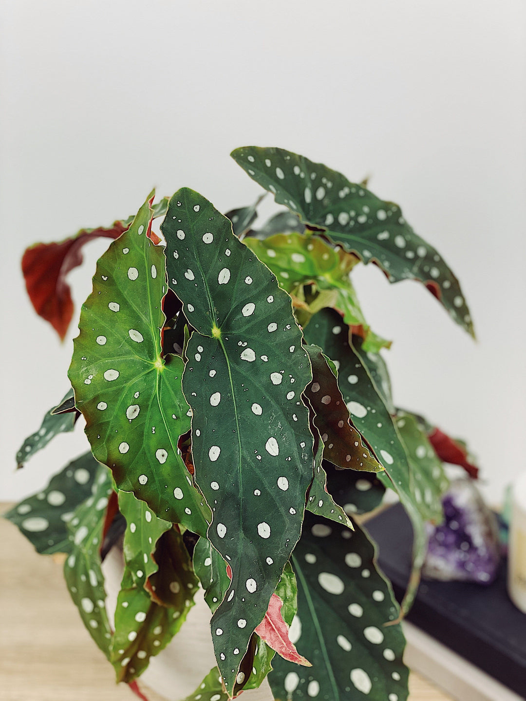 Betty the Begonia Maculata Wightii