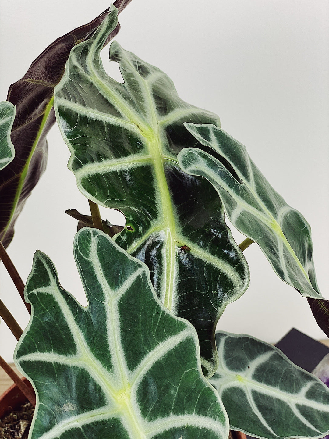 Polly the Alocasia Polly | Elephant Ear Plant | Quirky Plants