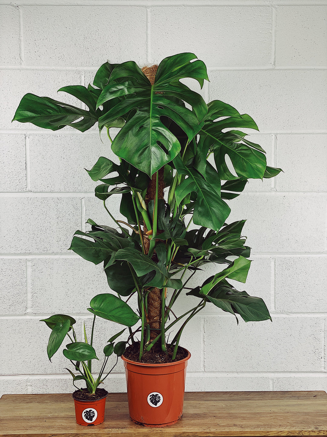 monstera deliciosa buy uk Monstera Deliciosa | Swiss Cheese Plant