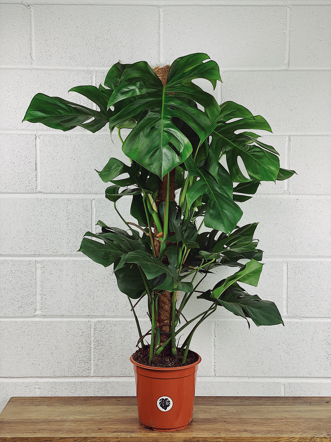 large monstera deliciosa uk Monstera Deliciosa | Swiss Cheese Plant