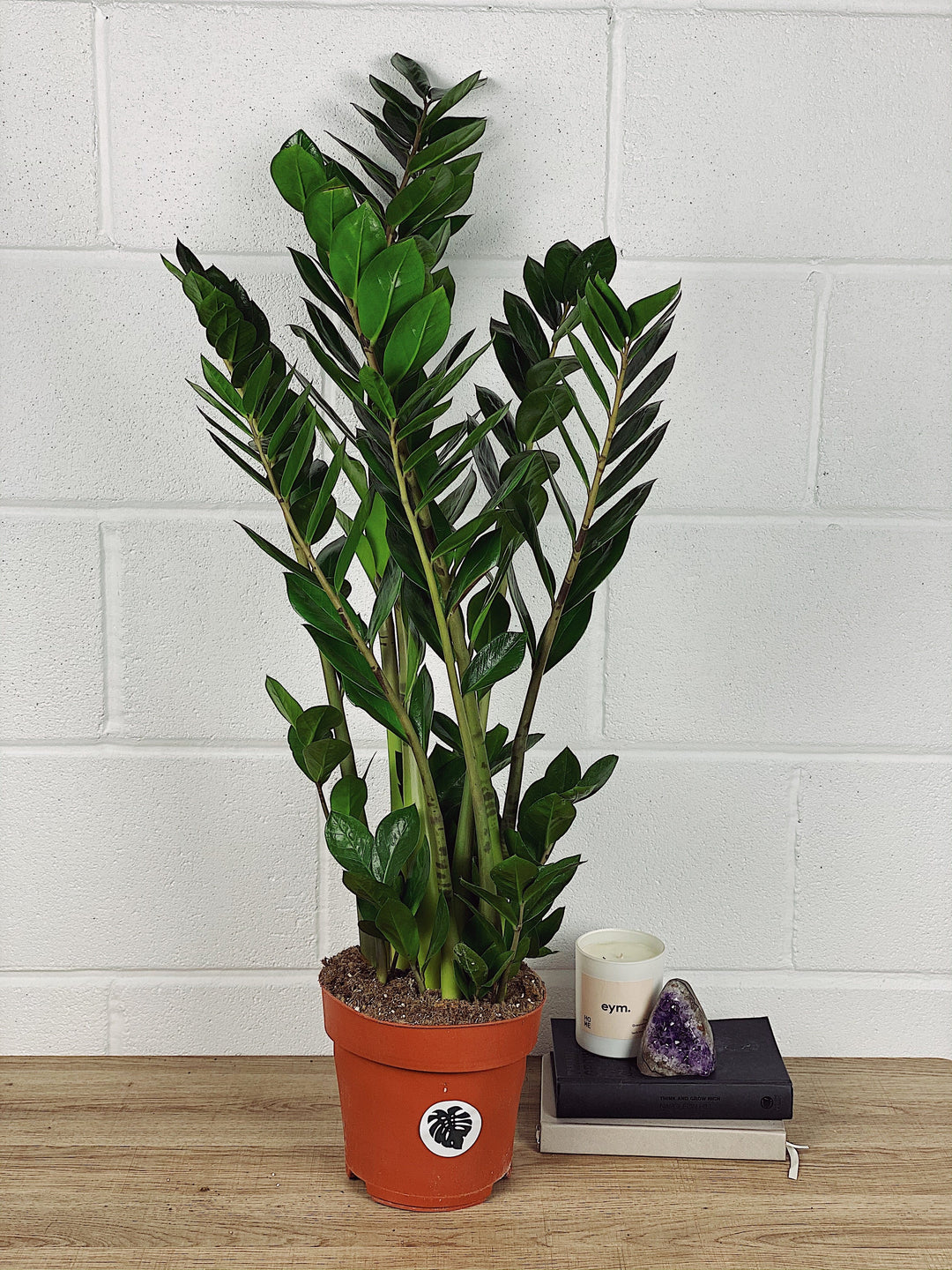 large zz plant uk Zoe the ZZ Plant | Zamioculcas Zamiifolia