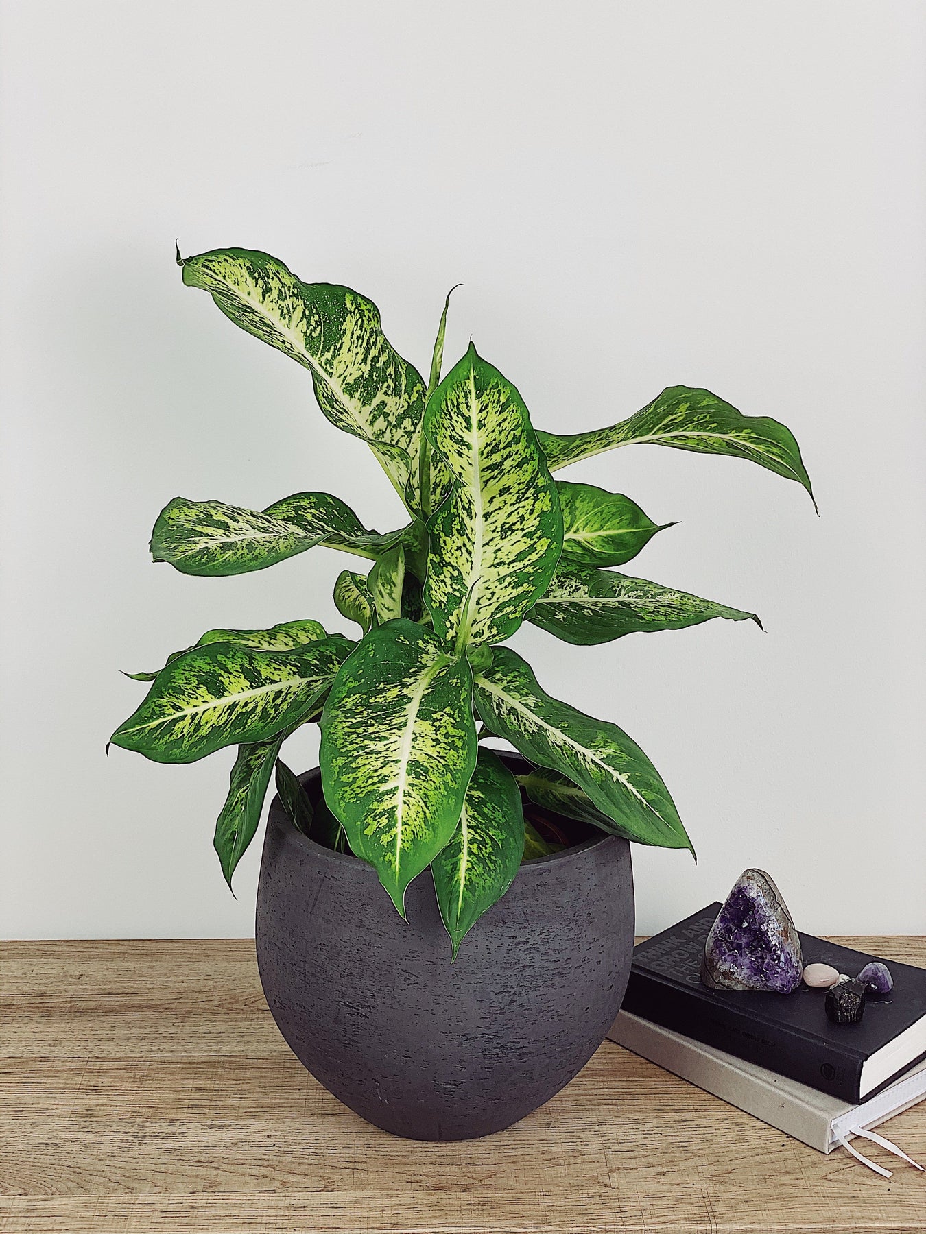 dieffenbachia kills people Conrad the Dieffenbachia