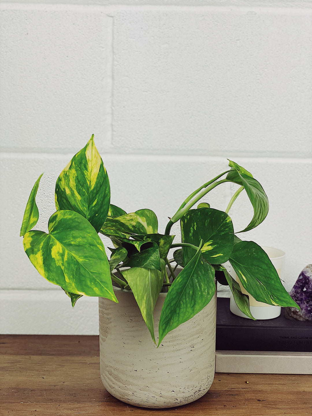 pothos plant uk Eddie the Devils Ivy | Epipremnum Aureum