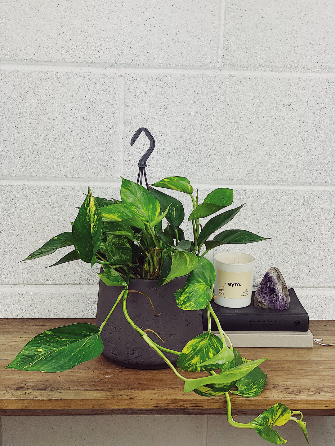 devil's ivy poisonous house plants Eddie the Devils Ivy | Epipremnum Aureum