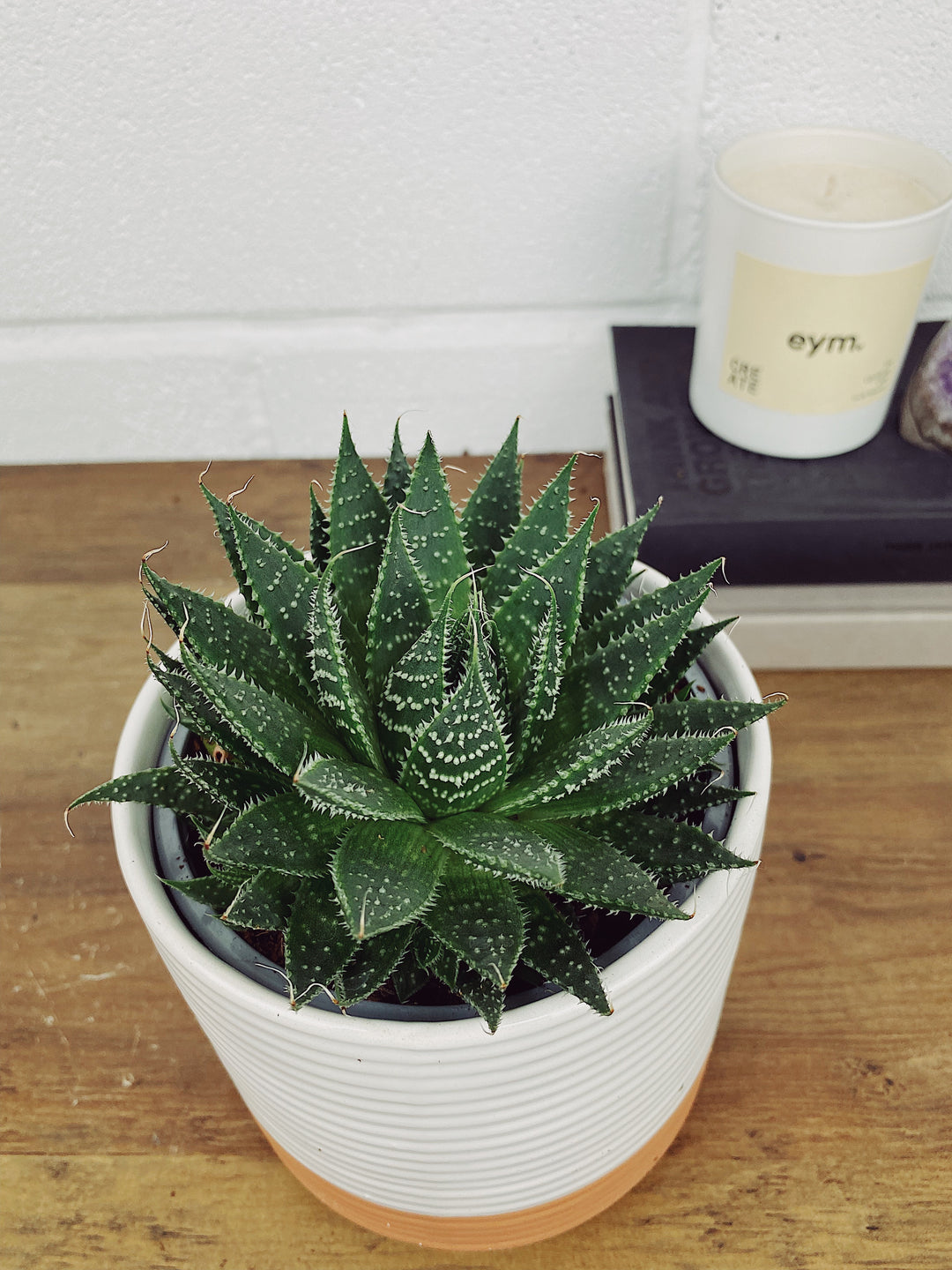areca palm baby Baby the Areca Palm | Butterfly Palm