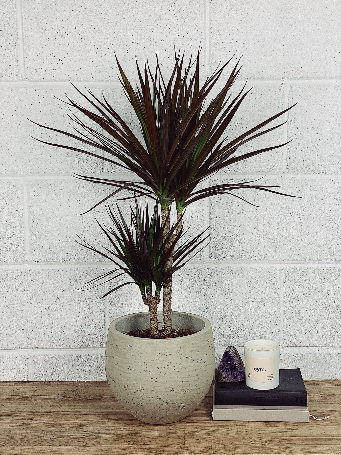 mini dracaena marginata Justin the Dracaena Marginata | Dragon Plant