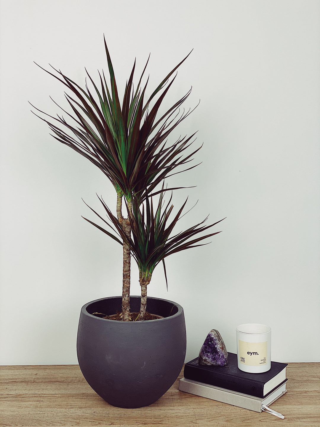dracaena uk Justin the Dracaena Marginata | Dragon Plant