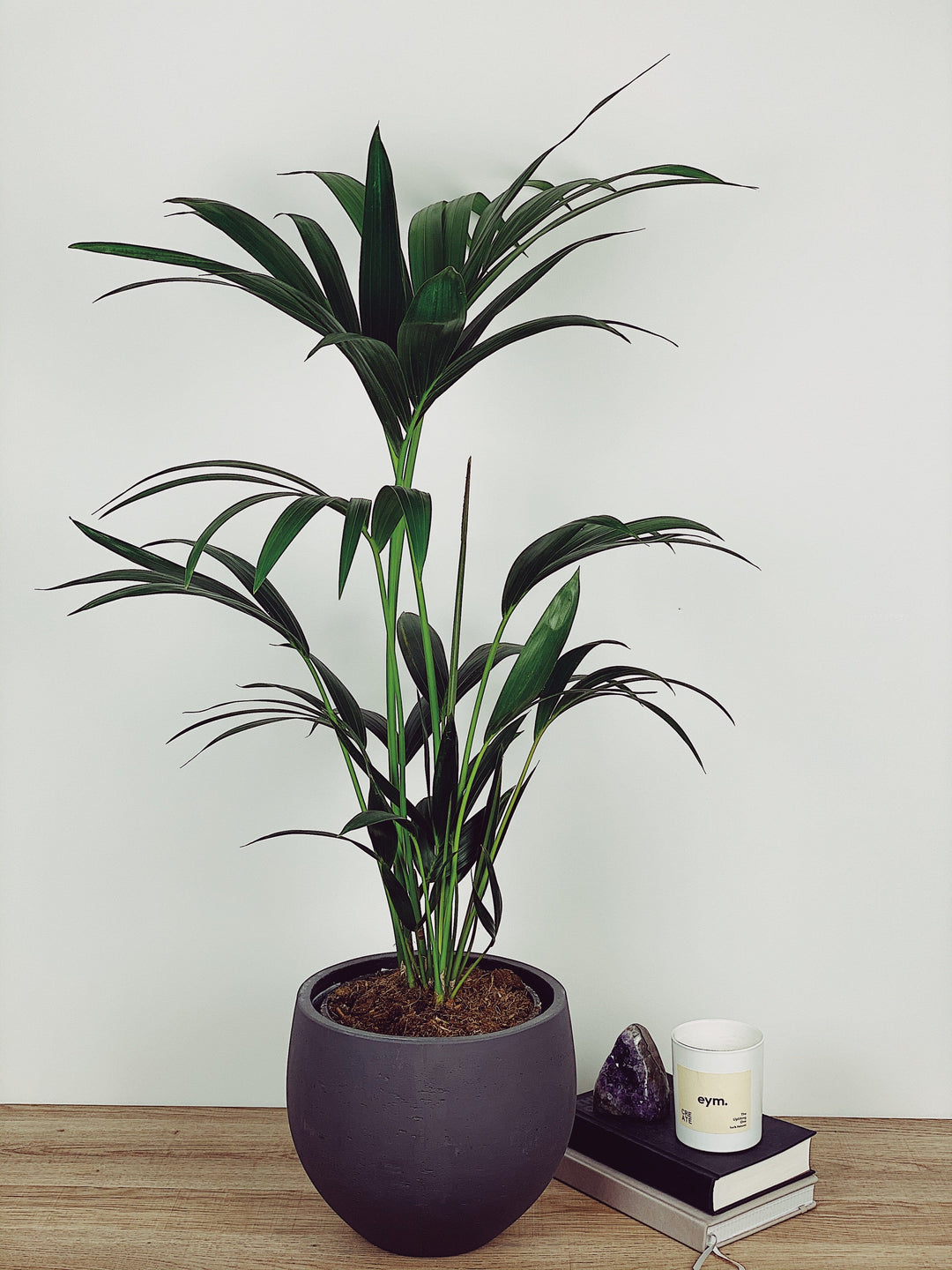 Kentia the Kentia Palm | Howea Forsteriana | Quirky Plants