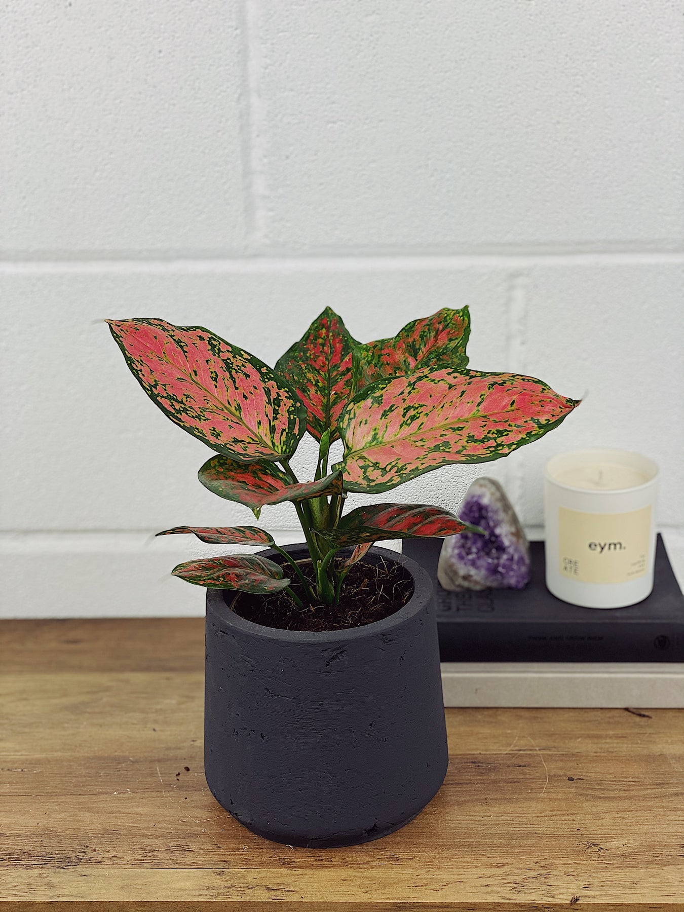 aglaonema uk Chinese Evergreen Plant | Aglaonema Light Star