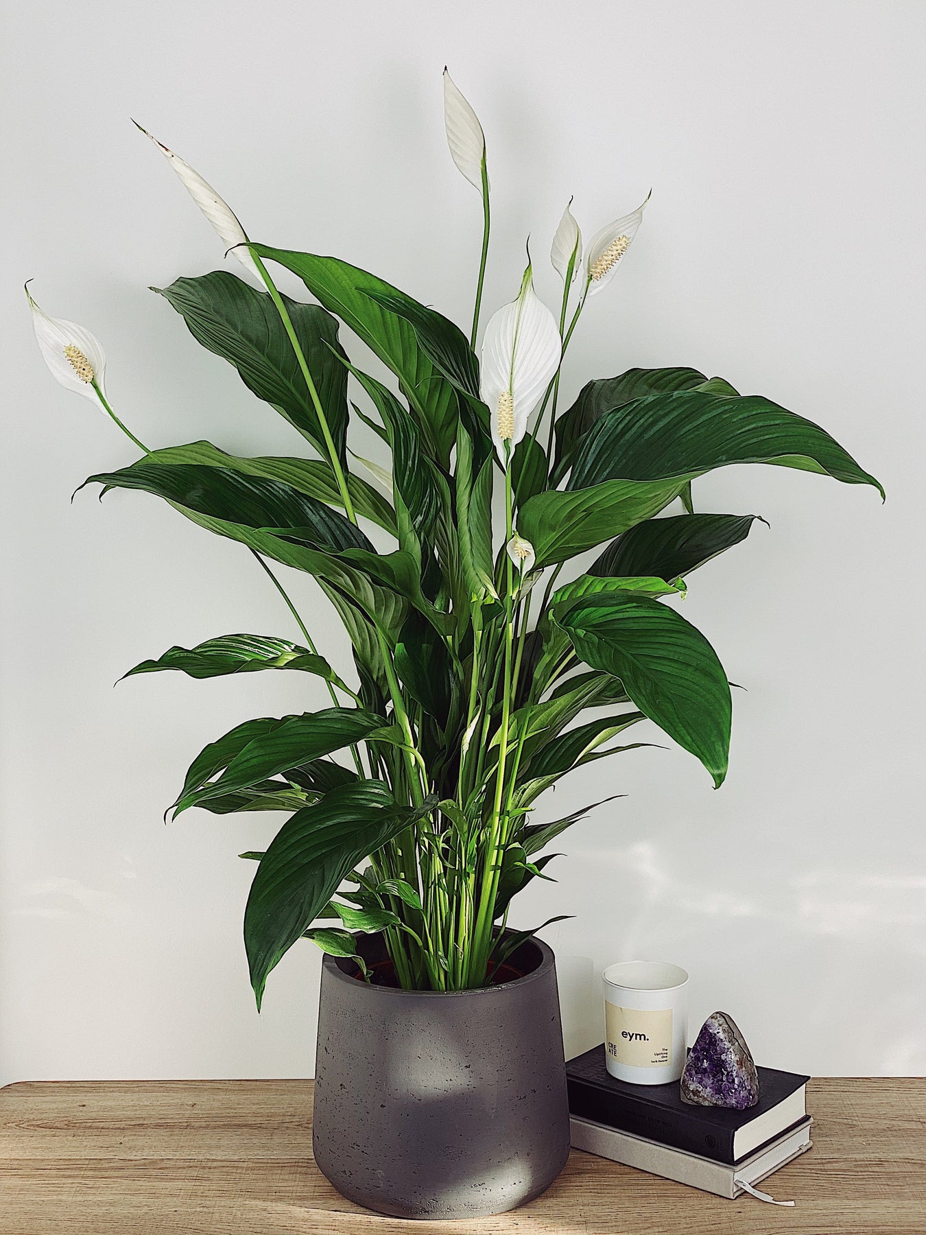 xl peace lily Lily the Peace Lily | Spathiphyllum Vivaldi