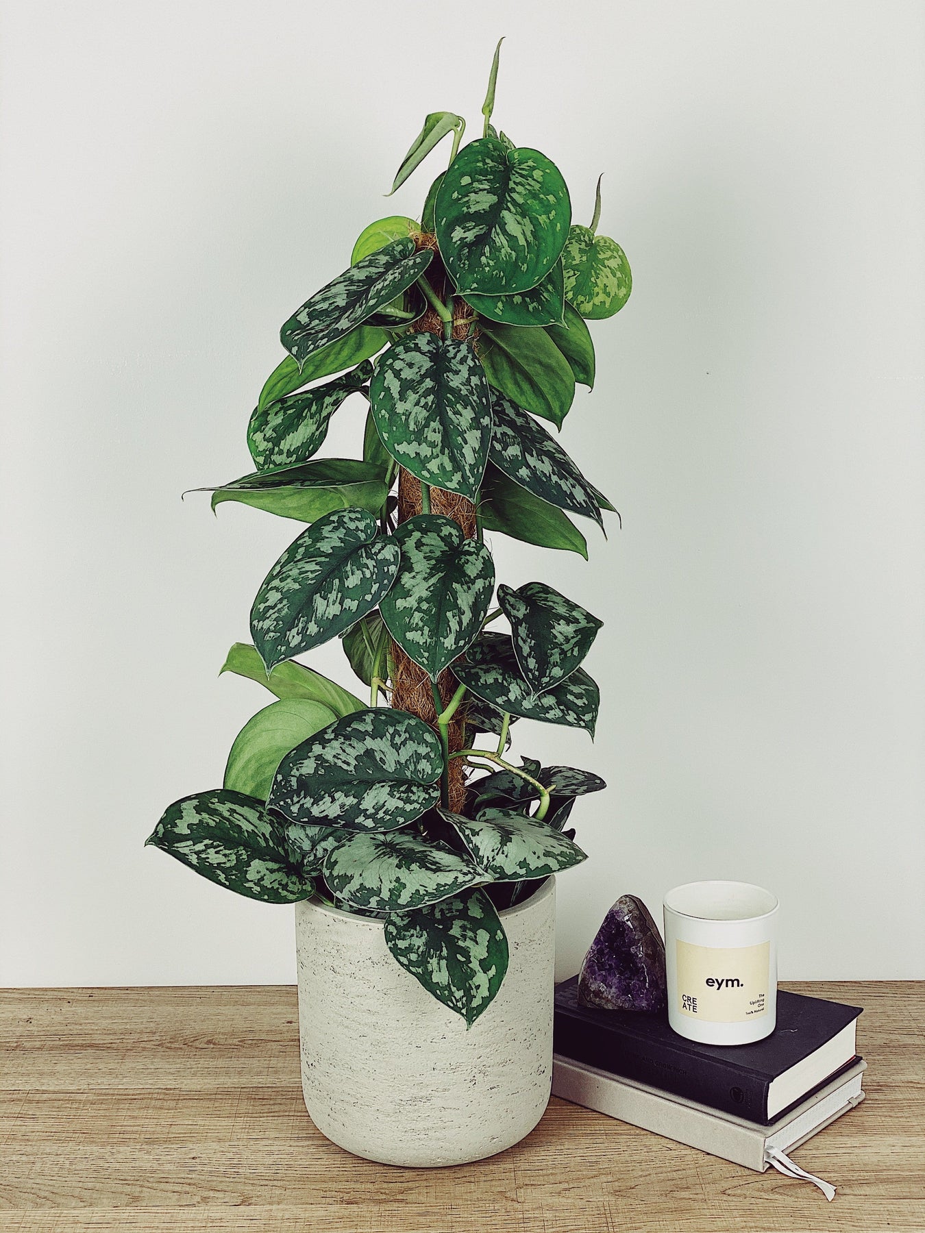 pothos on a pole Scindapsus Pictus & Mosspole | Silver Pothos