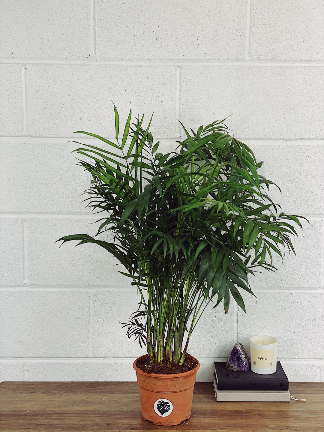 maya palm plant Parlour Palm | Chamaedorea Elegans