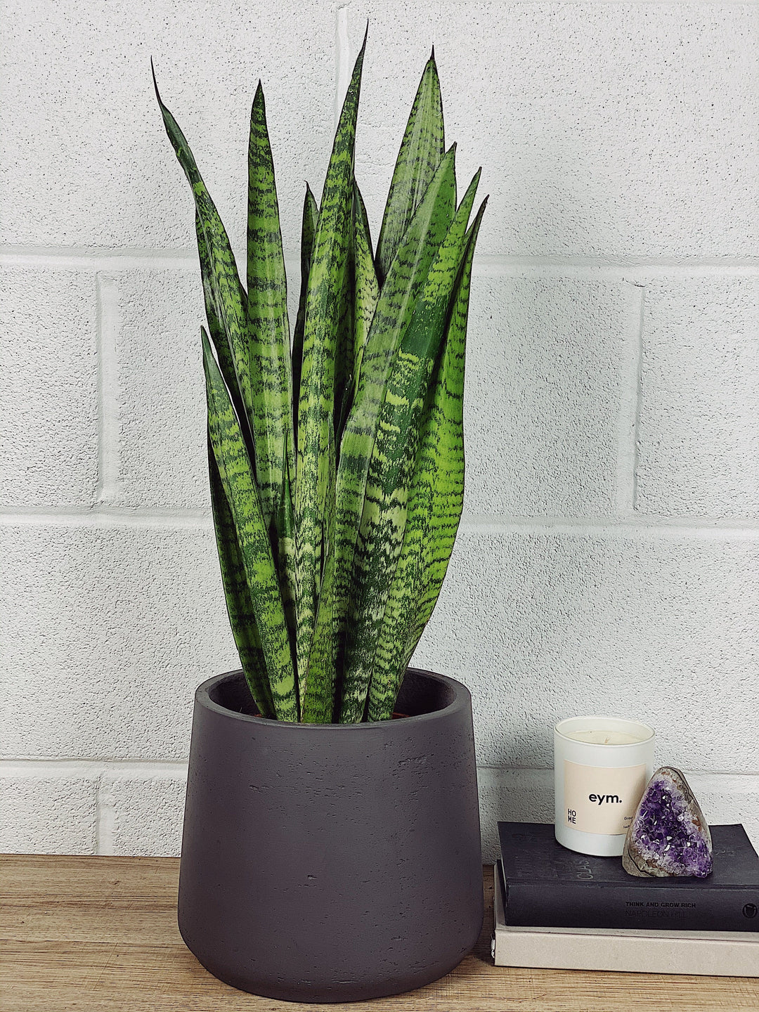 Snake Plant