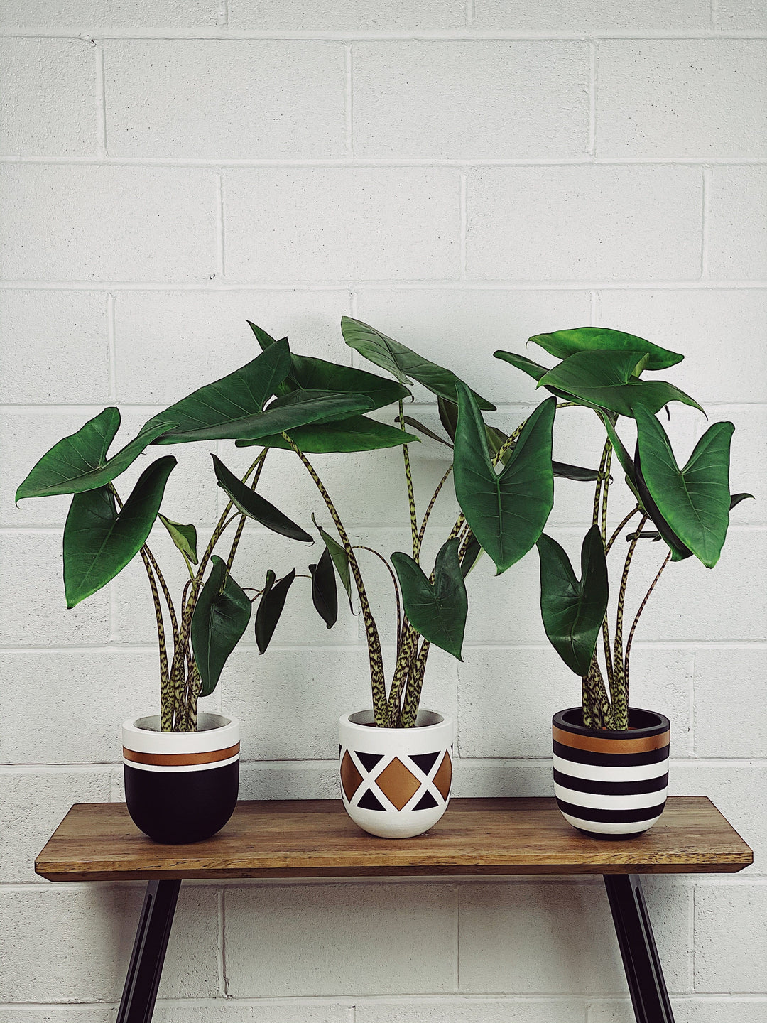 Elephant Ear Plant Plant Theory - 50cm Tall 'Zebra Elephant's Ear' Indoor  Plant In 14cm Recycled Pot Alocasia Zebrina