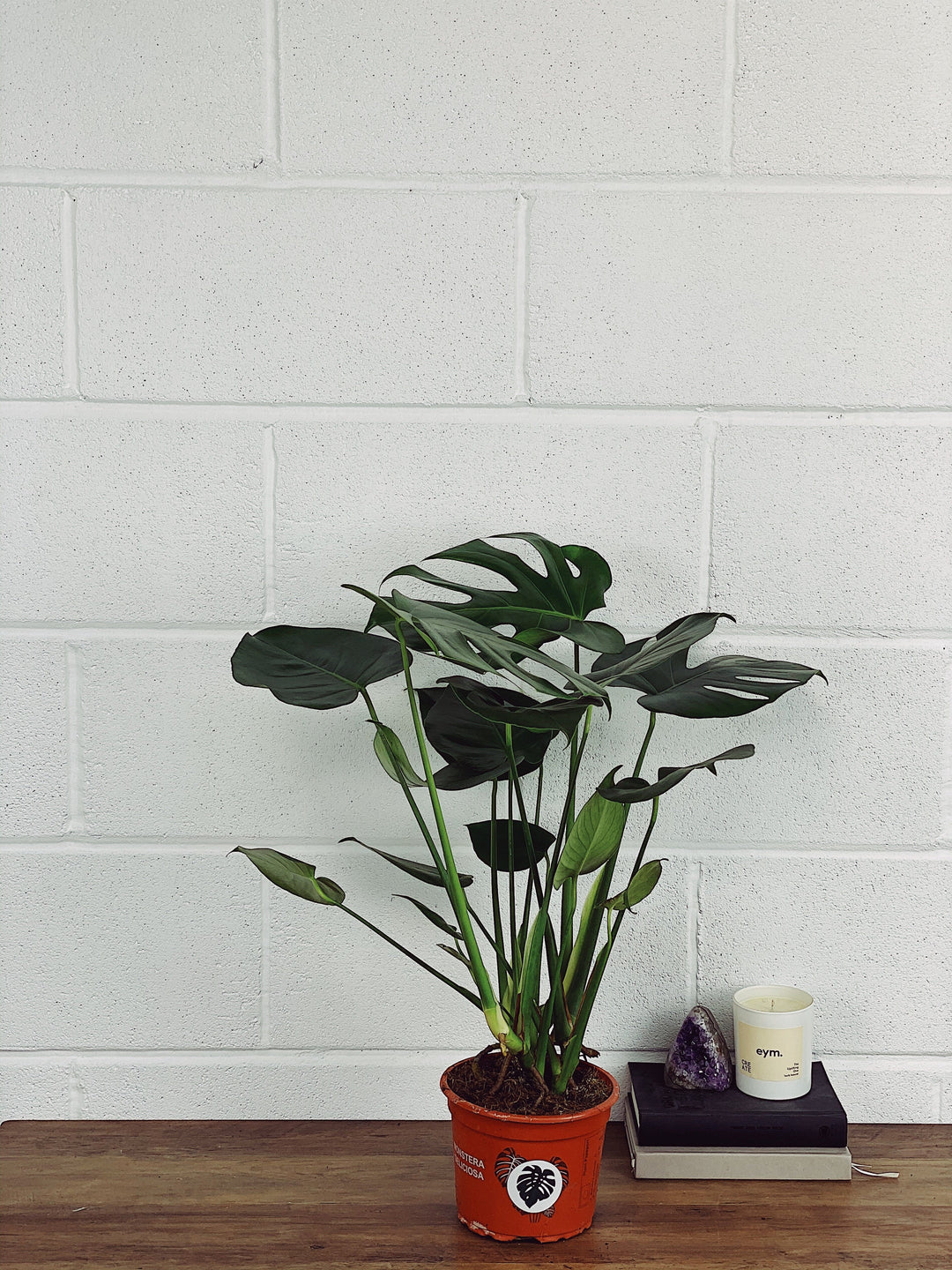 Monstera Deliciosa | Swiss Cheese Plant