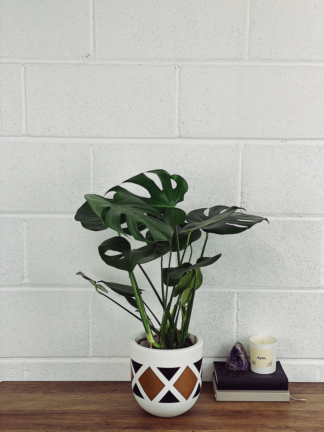 Monstera Deliciosa | Swiss Cheese Plant