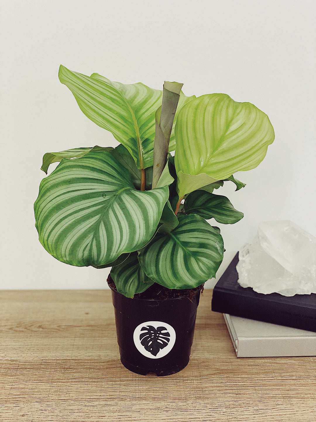 Ollie the Calathea Orbifolia | Prayer Plant