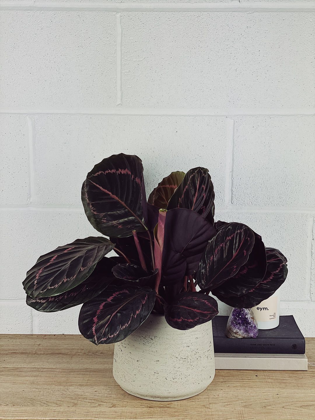calathea ruby Green Calathea Roseopicta