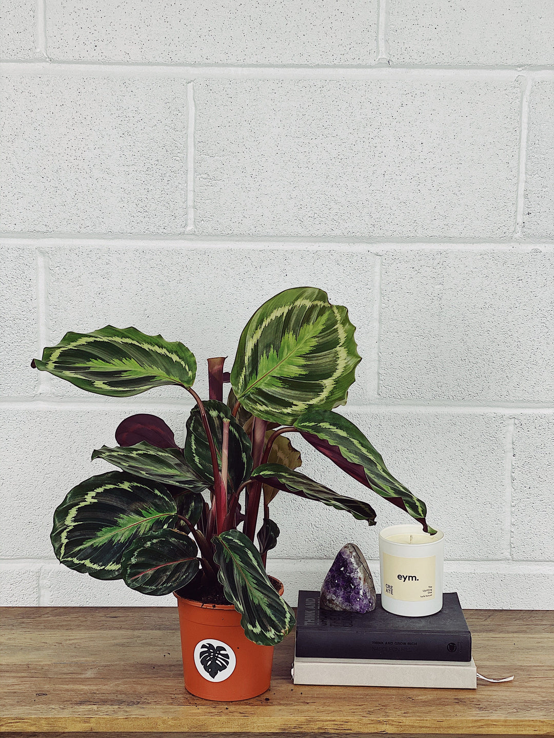 Catherine the Calathea Medallion