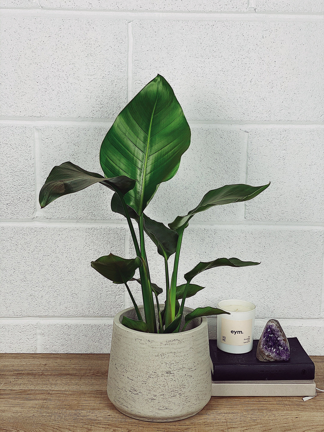 Sasha Strelitzia Nicolai Plant