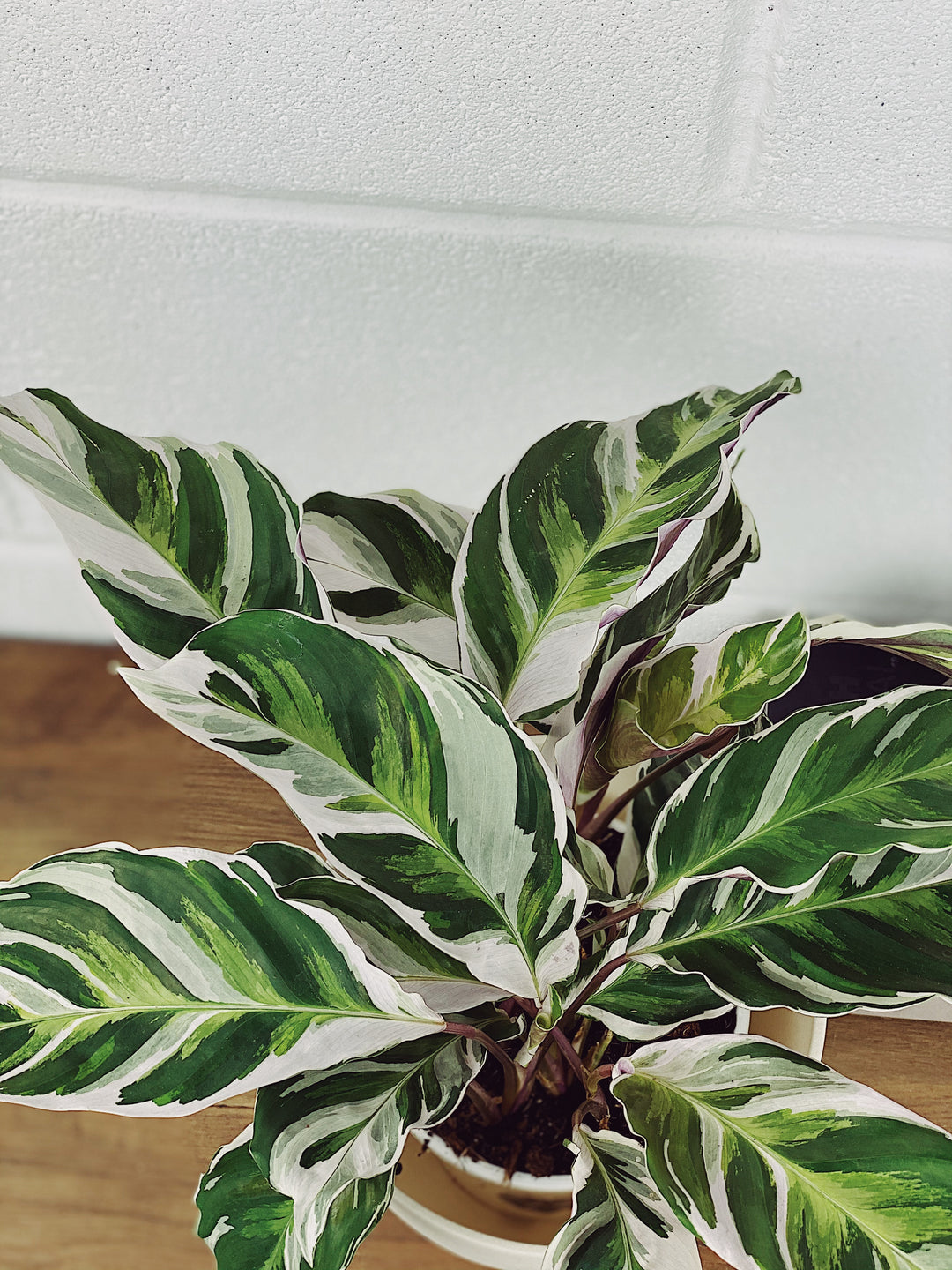 Calathea White Fusion | Calathea White Star