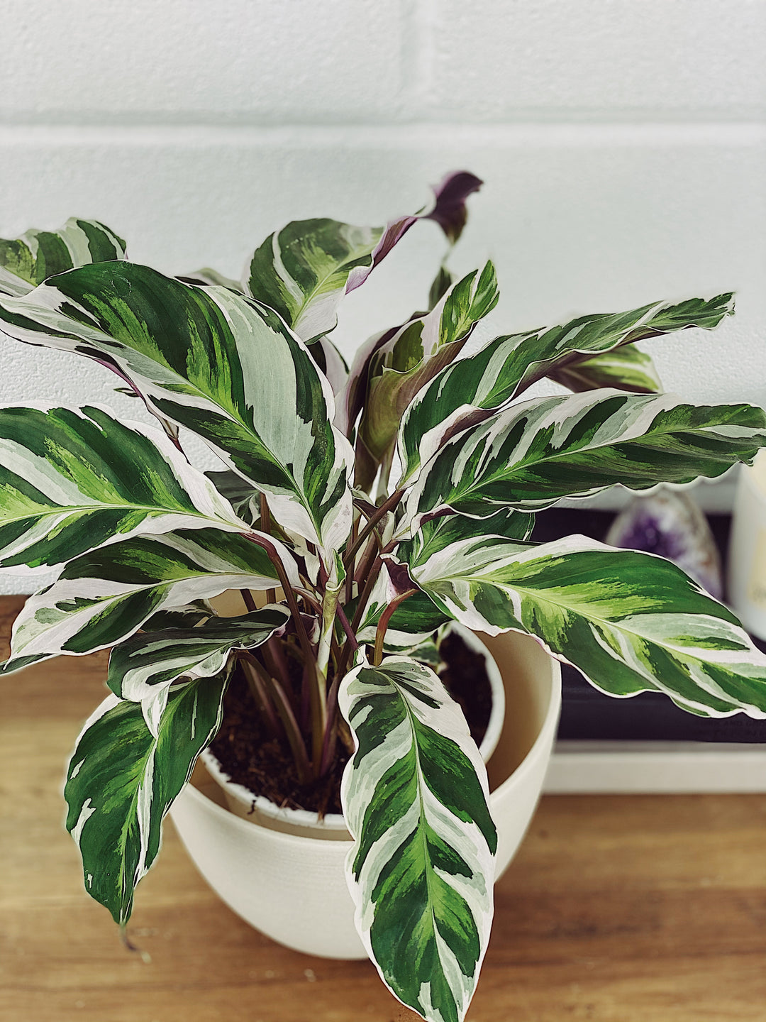 Calathea White Fusion | Calathea White Star