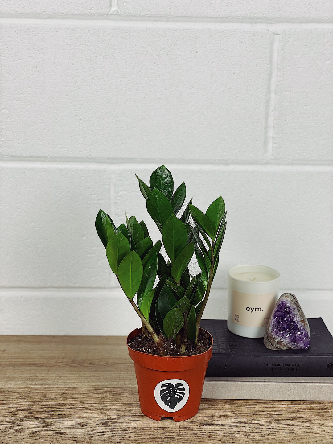 zz plant reddit Zoe the ZZ Plant | Zamioculcas Zamiifolia