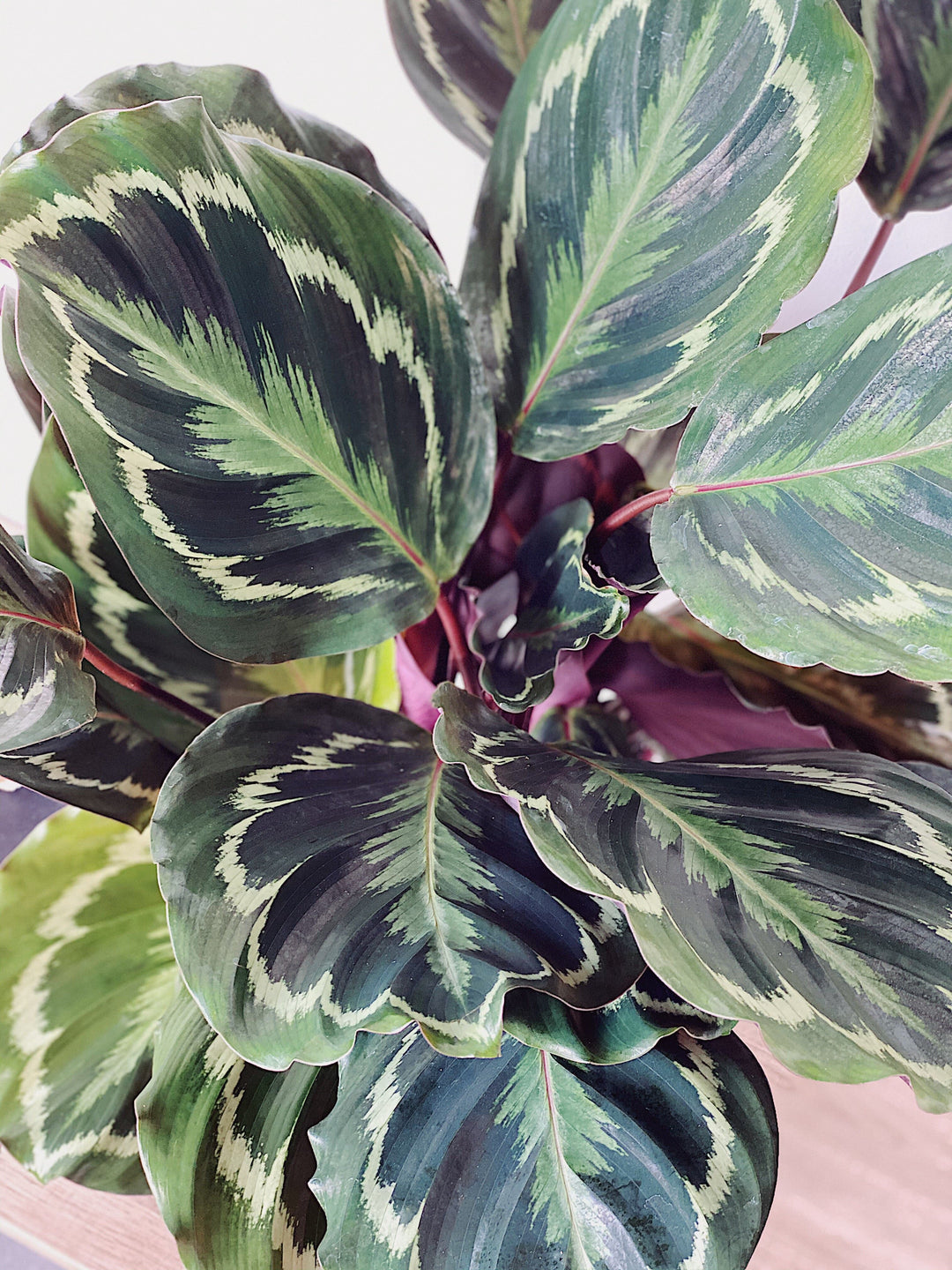 Catherine the Calathea Medallion