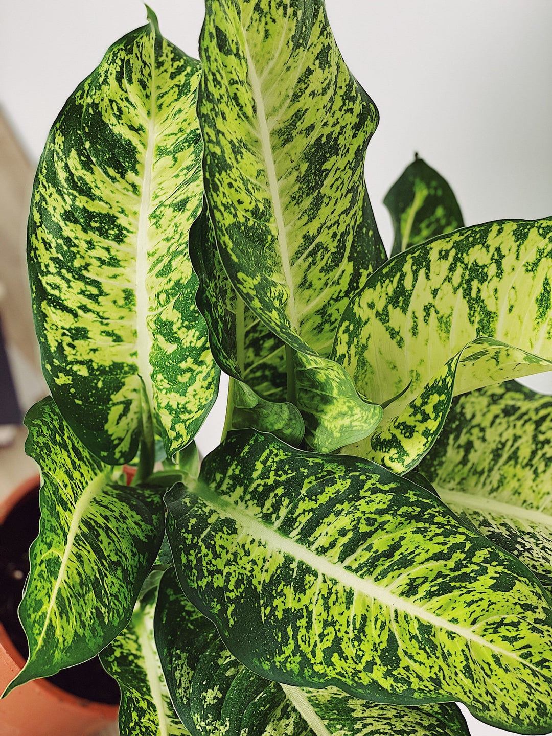 dieffenbachia kills people Conrad the Dieffenbachia