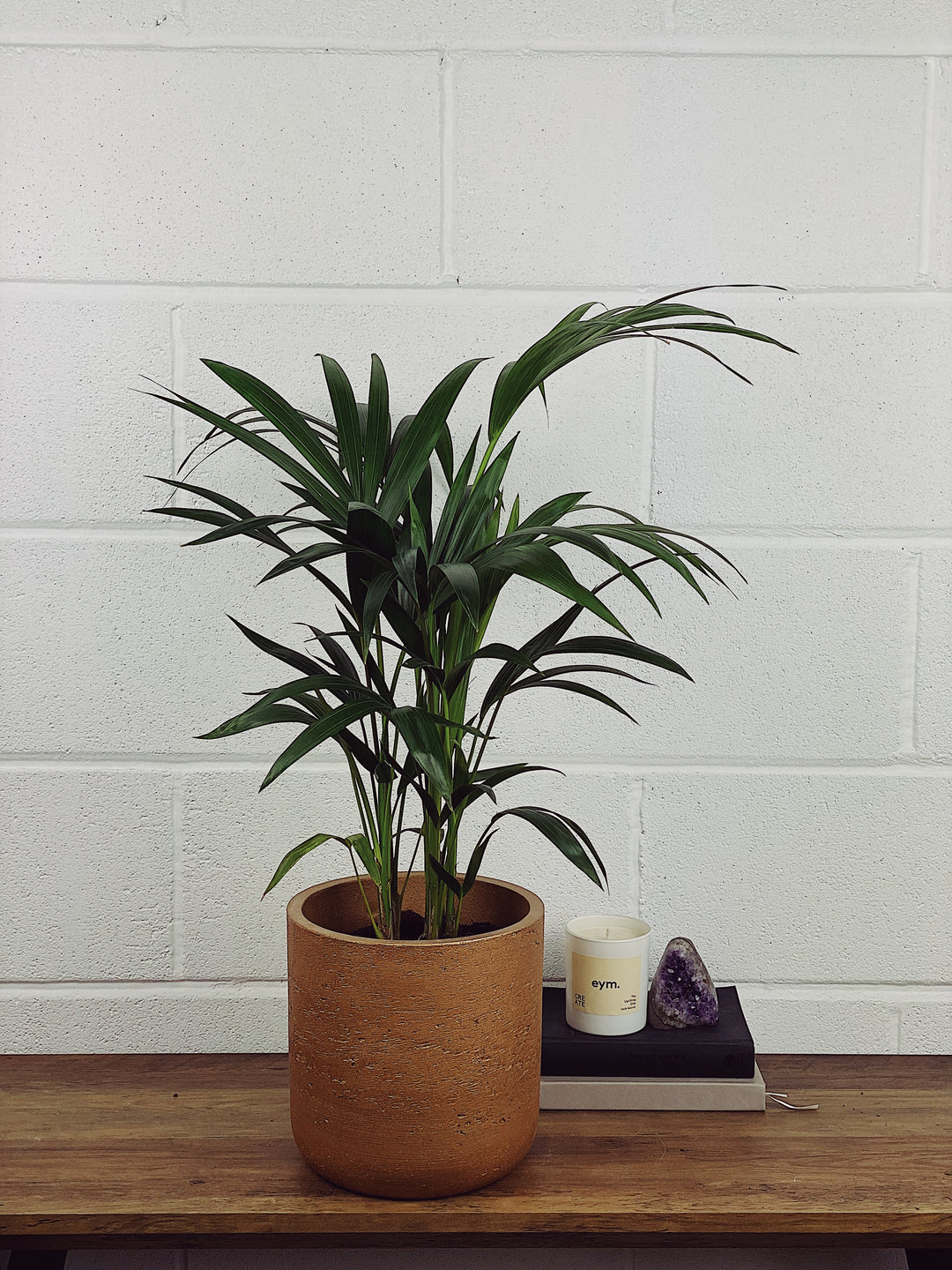 indoor palm plants uk Kentia the Kentia Palm | Howea Forsteriana