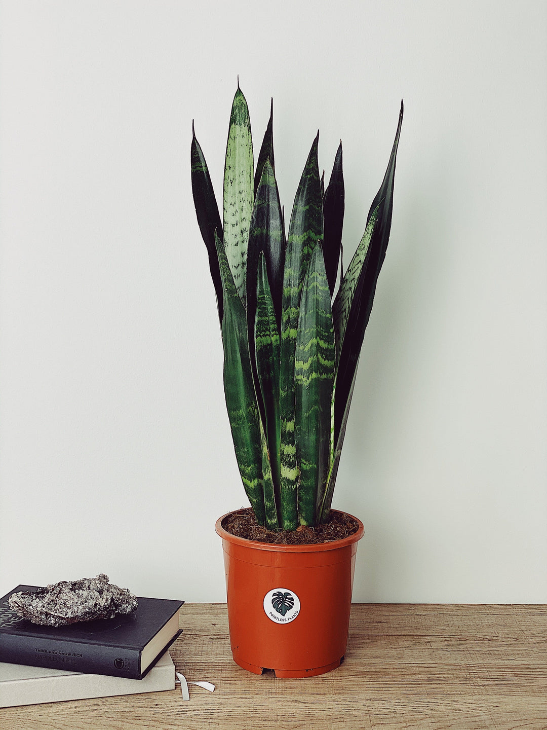 Snake Plant