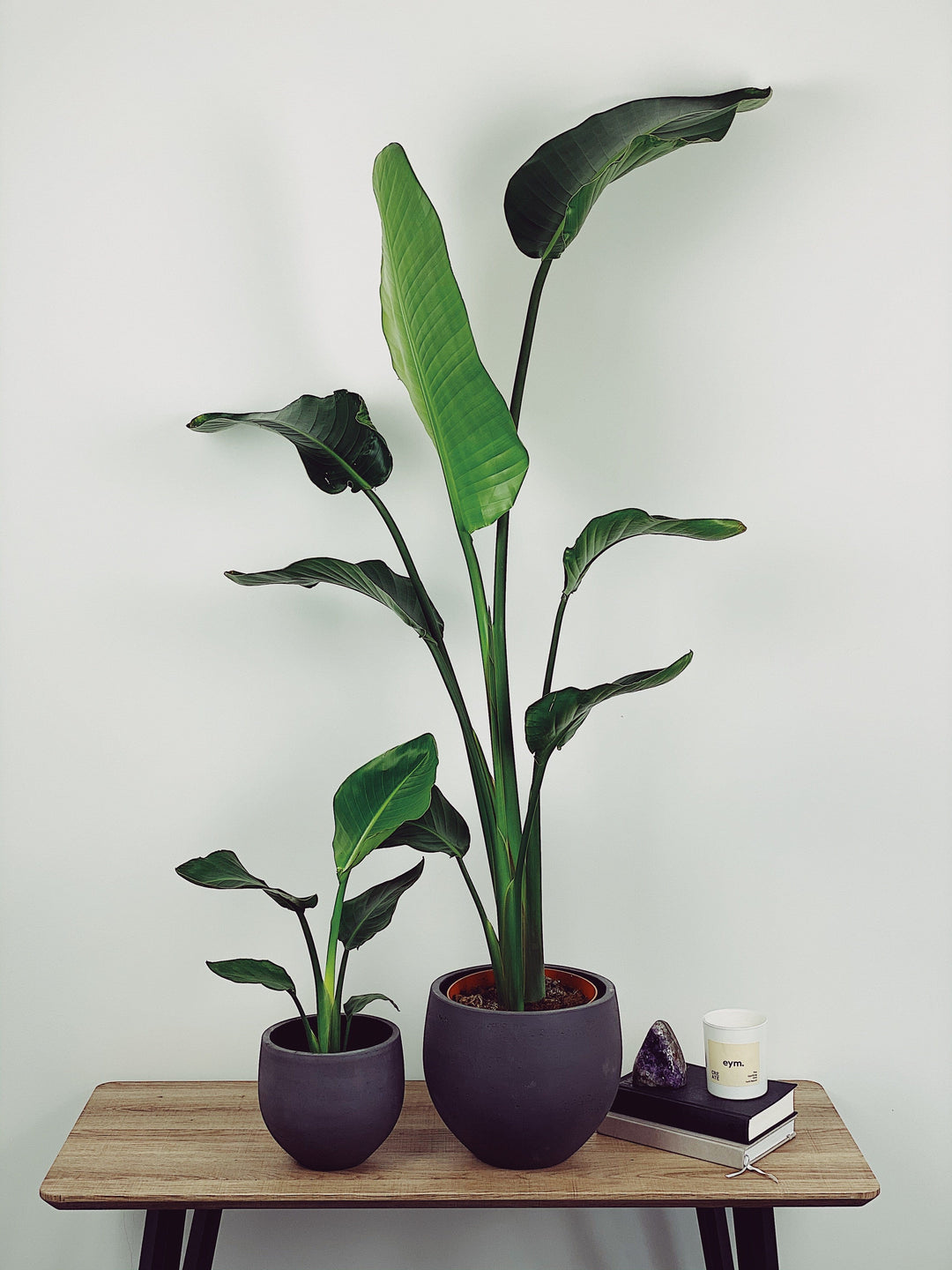 Sasha Strelitzia Nicolai Plant
