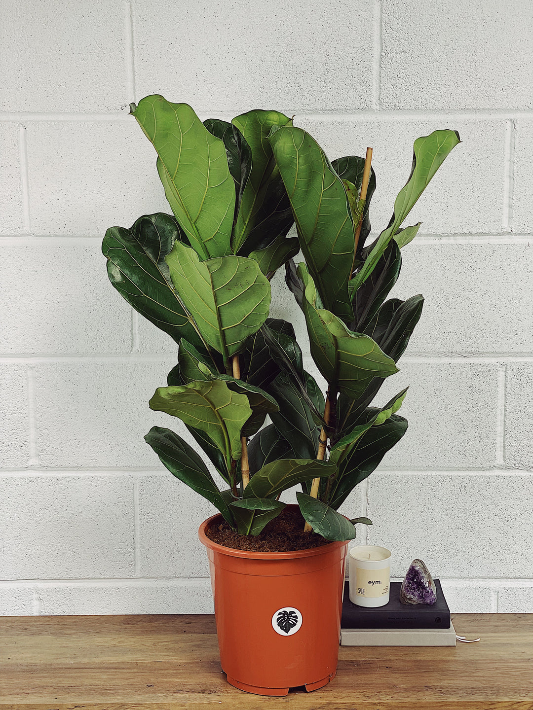fiddle leaf fig tree for sale uk Fiona the Fiddle Leaf Fig Tree