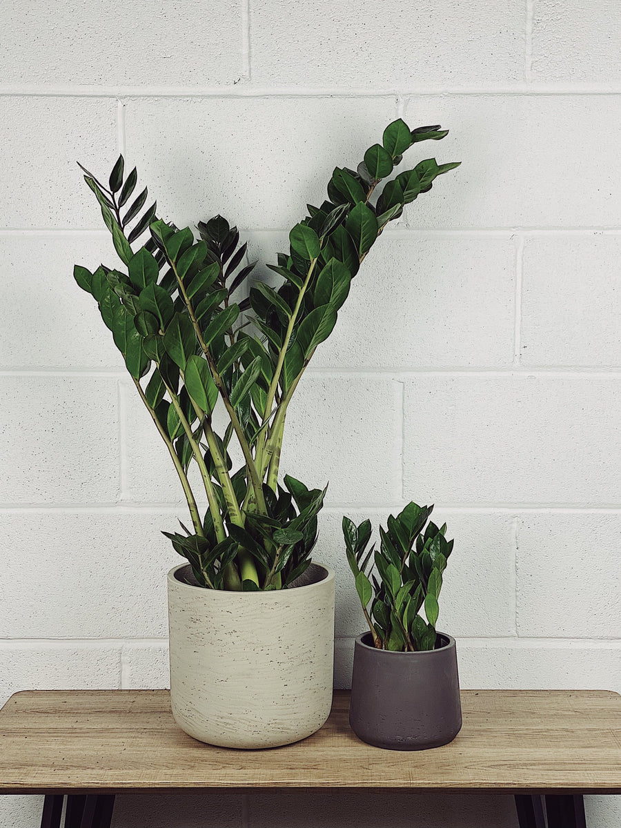 Zoe the ZZ Plant Zamioculcas Zamiifolia Quirky Plants